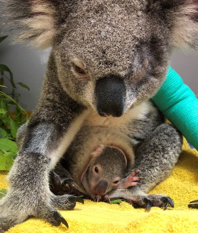 Lilly the koala with Pumpkin the joey in her pouch